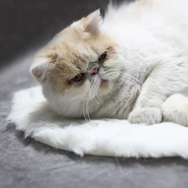 Usb Heated Pet Bed Waterproof Electric Heating Blanket Winter Dog Cat Heated Mat Indoor Pet Good Thermal Insulation Heating Pads